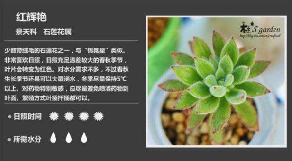 多肉植物鉴赏-图片3