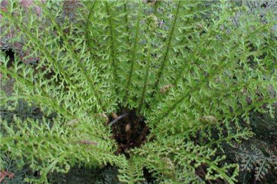 蕨类植物有哪些-图片3