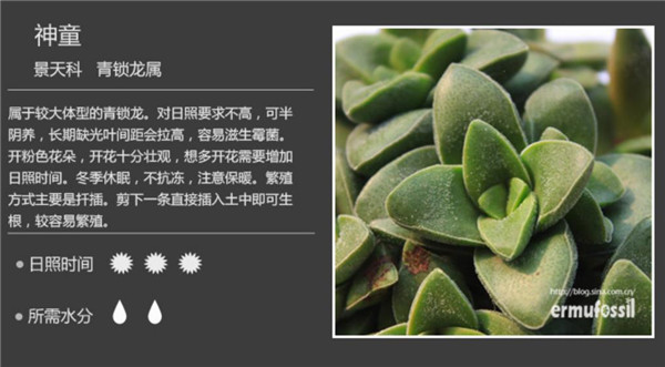 多肉植物图鉴-图片4