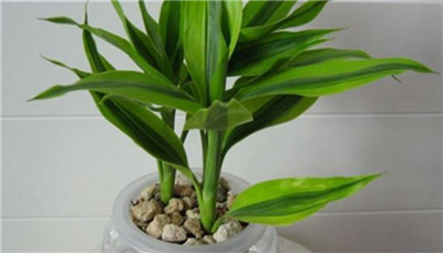 适合水培的植物-图片2