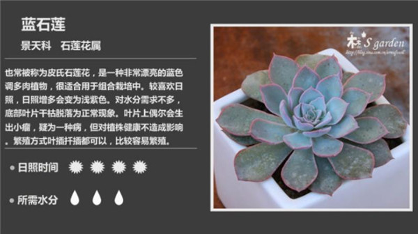 多肉植物鉴赏-图片4
