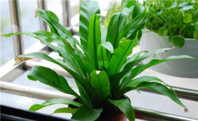 蕨类植物有哪些-图片4