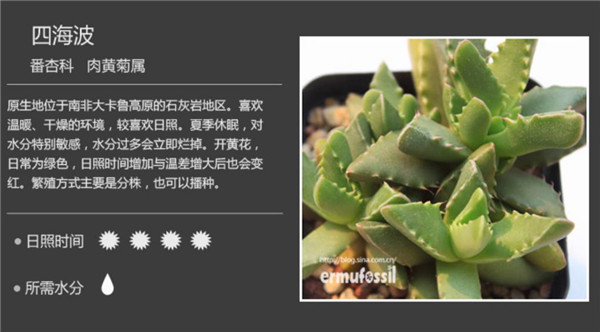 多肉植物图鉴-图片5