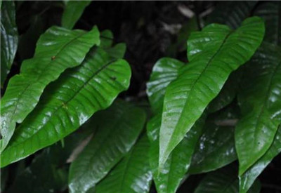 蕨类植物有哪些-图片5