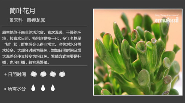 多肉植物图鉴-图片6