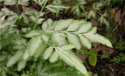 蕨类植物有哪些-图片6