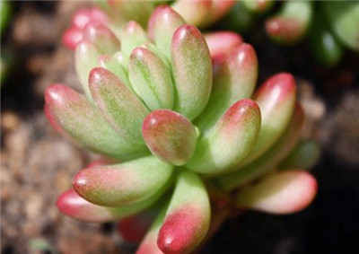 虹之玉锦-图片1