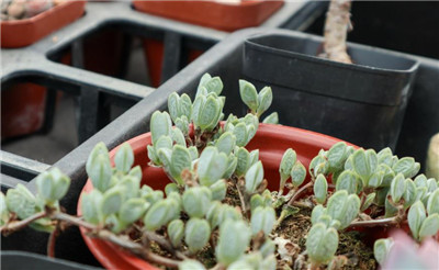 鹿角海棠-图片1