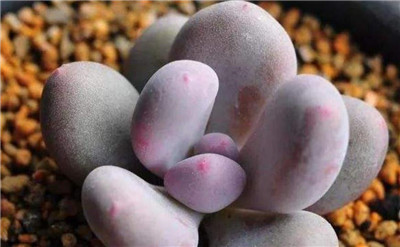 桃蛋和桃美人的区别-图片1