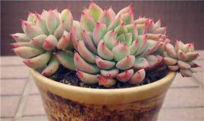 多肉女雏-图片1