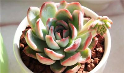 花月夜多肉-图片1