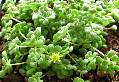 魔南景天-图片1