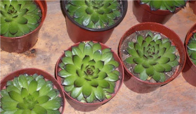 观音莲图片-图片1