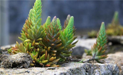 瓦松的功效与作用-图片2