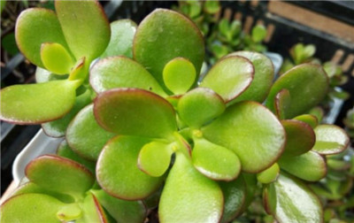 黄金花月-图片1