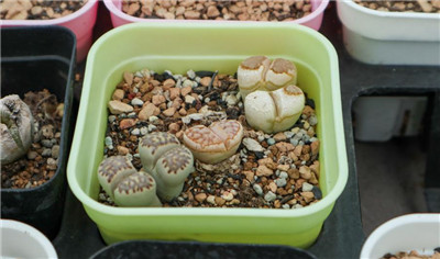 生石花播种-图片1