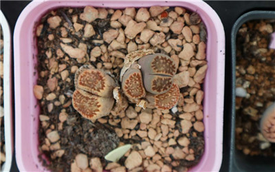 生石花图谱-图片1