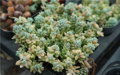 姬星美人-图片1