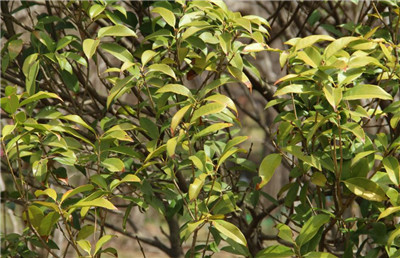 桂花的功效与作用-图片1