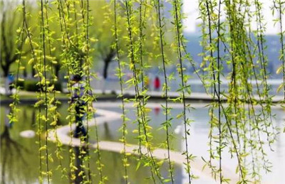 垂柳价格-图片3