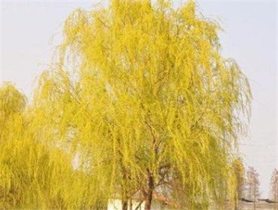 金丝垂柳-图片1