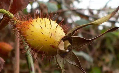 金樱子的功效与作用-图片2