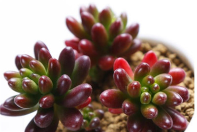 虹之玉的养殖方法-图片2