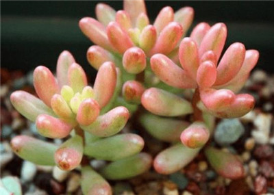 虹之玉锦-图片2