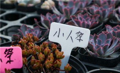 小人祭-图片2