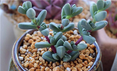 鹿角海棠-图片2