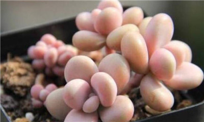 桃蛋和桃美人的区别-图片2