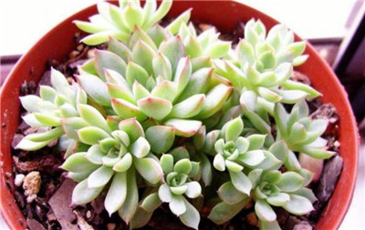 多肉女雏-图片2