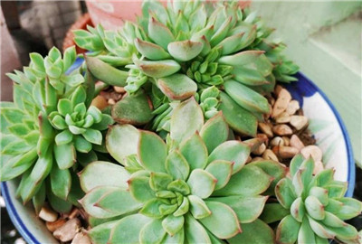 花月夜多肉-图片2