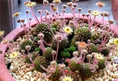 魔南景天-图片2