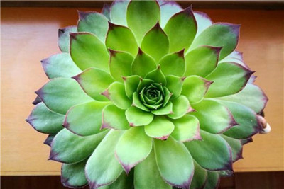 观音莲图片-图片3