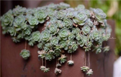 子持莲华-图片2