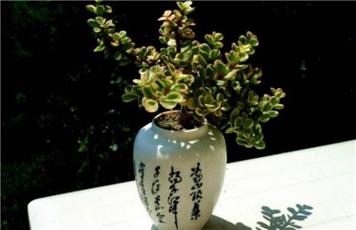 雅乐之舞-图片2