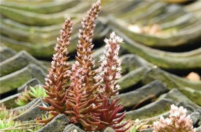 瓦松的功效与作用-图片1