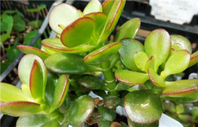 黄金花月-图片2