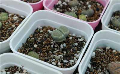 生石花播种-图片2