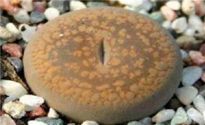 生石花图谱-图片2