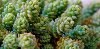 姬星美人-图片2