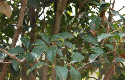 桂花的功效与作用-图片2