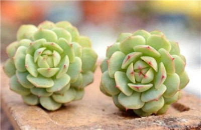 静夜多肉-图片2