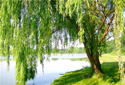 垂柳价格-图片1