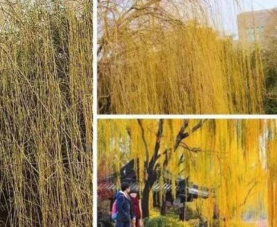 金丝垂柳-图片2