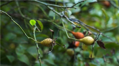 金樱子的功效与作用-图片1