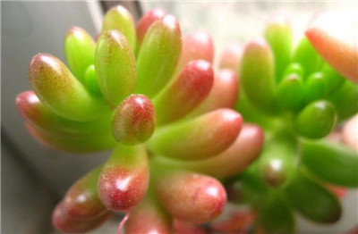 虹之玉的养殖方法-图片1