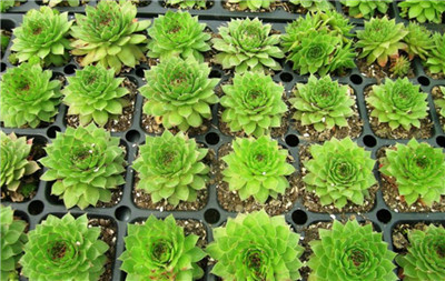 观音莲怎么养-图片2