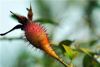 金樱子的功效与作用-图片3